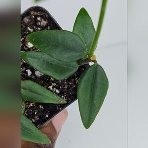 Hoya Bella